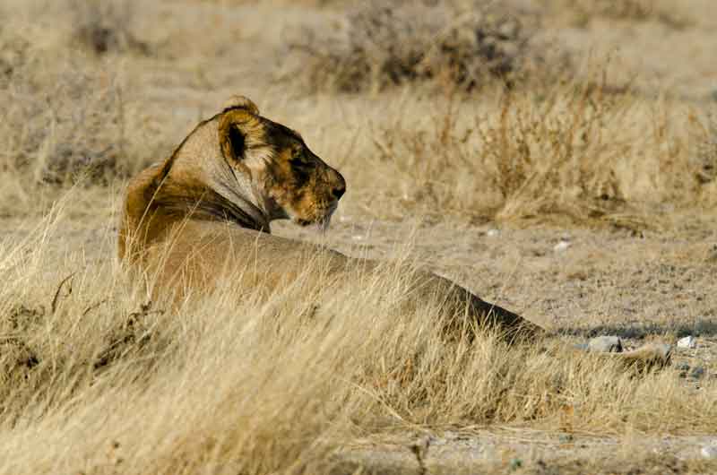 55 - Namibia - leones comiendo - parque nacional de Etosha